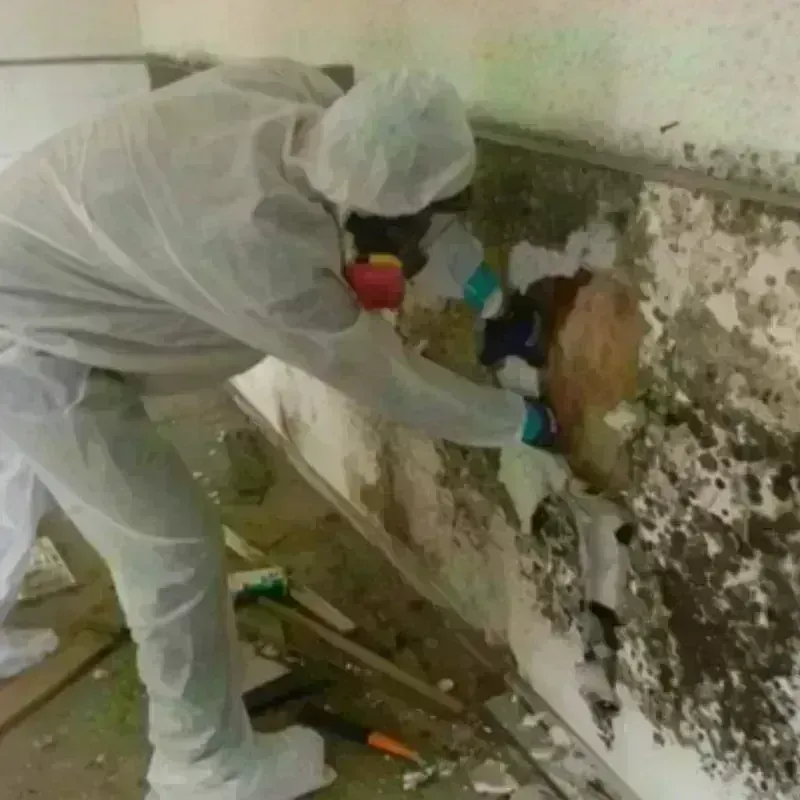 Mold Remediation and Removal in Sherwood, OH